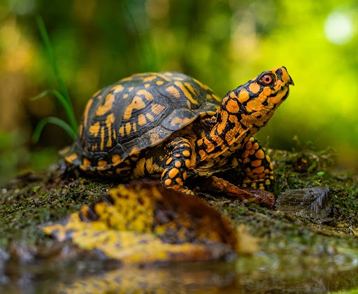Orange and black spotted turtle on a mossy log, in front of a blurry green background